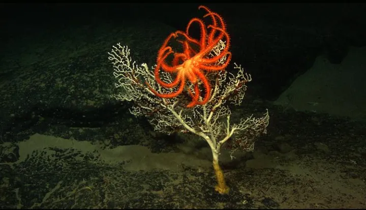 Photograph of an orange many-armed sea star on an erect delicately-branched coral in a dark sea.