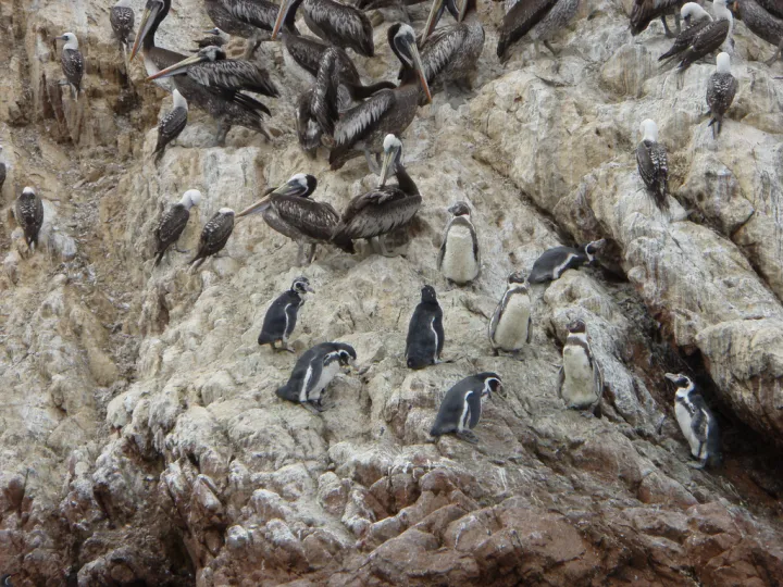 Humboldt penguins stand on island of Islas Ballestas.