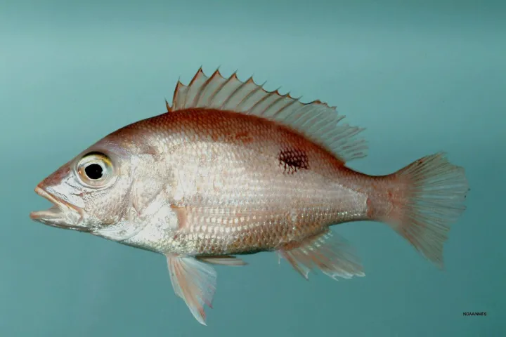 A red snapper from the Gulf of Mexico.