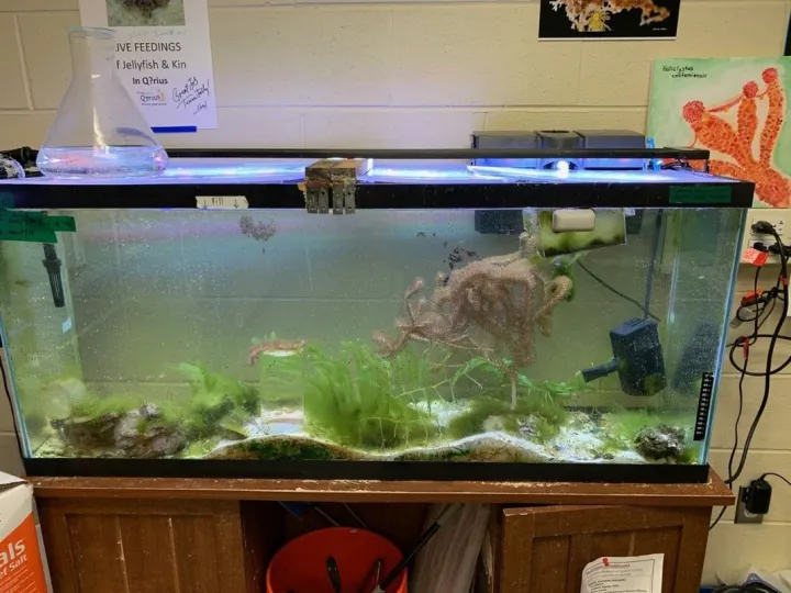 a fifty-five gallon aquarium