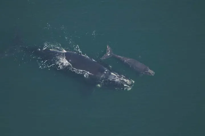 Phoenix swimming with her calf. 
