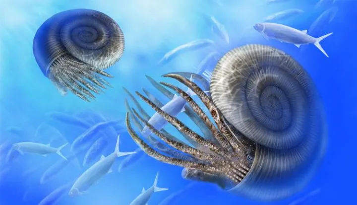 Illustration of the extinct ammonite, related to the modern squid. 