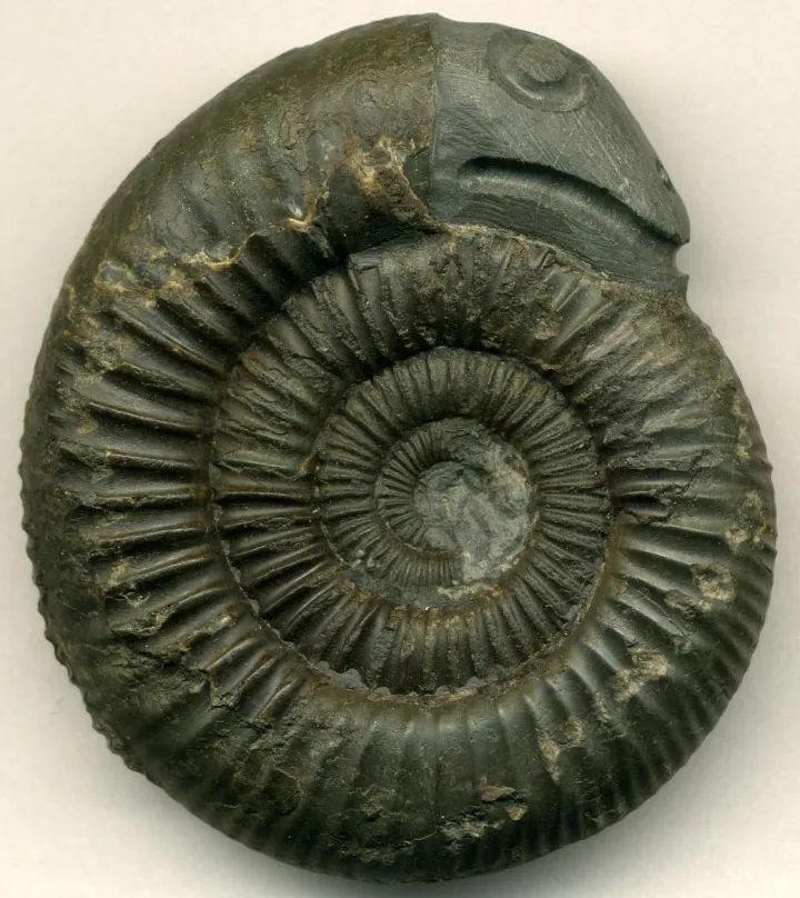 an ammonite fossil with a carved snake head
