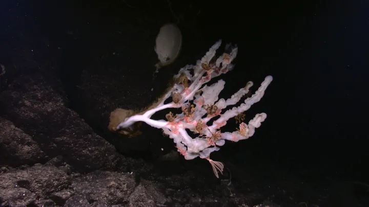 a sea sponge on a rock outcropping