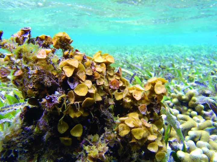  Algas que crecen en rocas submarinas.