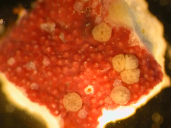The small larvae of elkhorn coral (Acropora palmata) settle and grow on the crustose coralline algae species Hydrolithon boergesenii.
