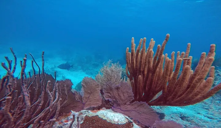 a sea fan grows over dead coral