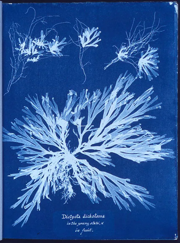 a blue negative of algae