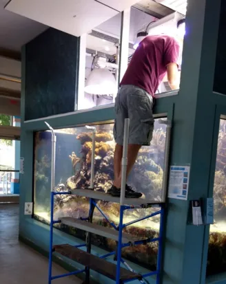 Bill Hoffman cleaning the tank windows before opening the aquarium for the day.