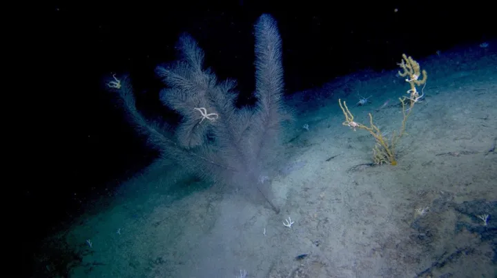 a fuzzy, branching coral
