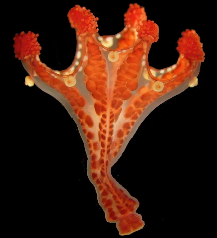 This rare&nbsp;staurozoan, or stalked jellyfish,&nbsp;Haliclystus californiensis, is about 2 centimeters in length and was collected off the coast of California.