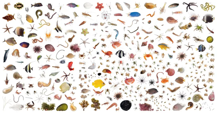 A collage of the wildlife found in one cubic foot on the reef near Moorea, French Polynesia.