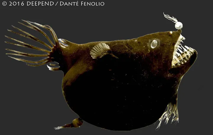A&nbsp;female adult anglerfish from the Linophryne family collected in the northern region of the Gulf of Mexico. © 2016 DEEPEND/ Dante Fenolio
