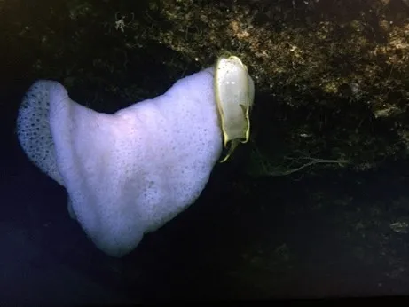 a purple sponge and an egg casing