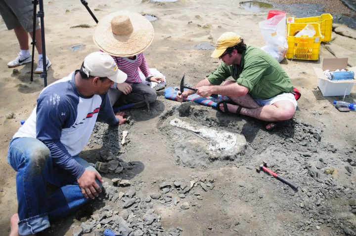Smithsonian Scientists Dig a Trench Around a squalodontid Skull