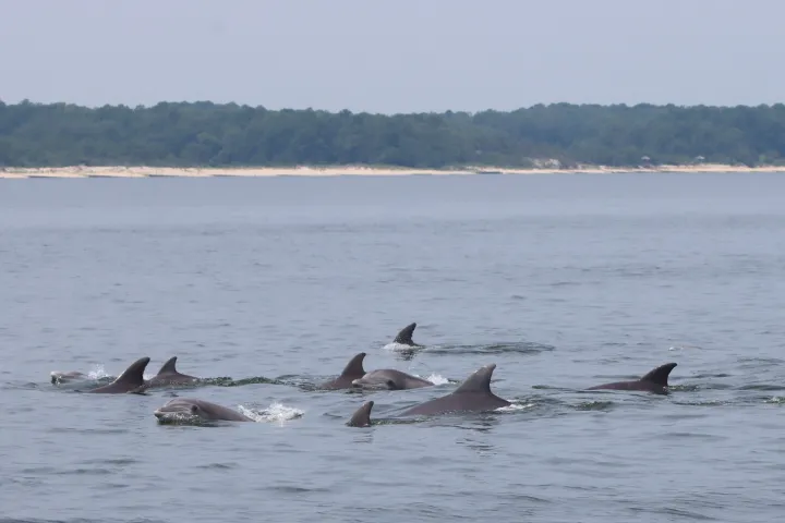 The fins of a small group of bottlenose dolphins are visible above the grey water of the Potomac River, with the coastline visible in the background. 