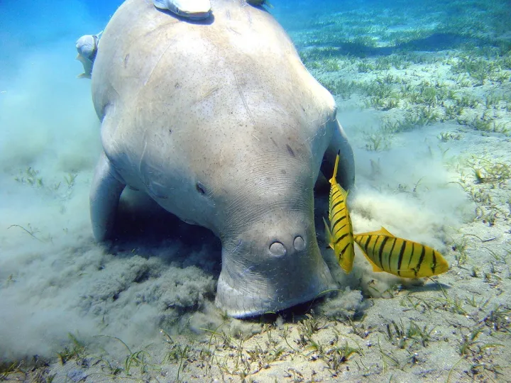 dugong feeds on seagrass in the Red Sea