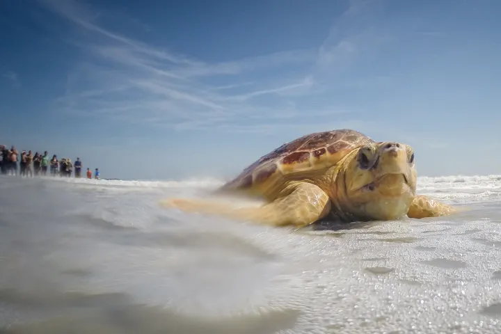 A Kemp's Ridley sea turtle is returned to the ocean. 