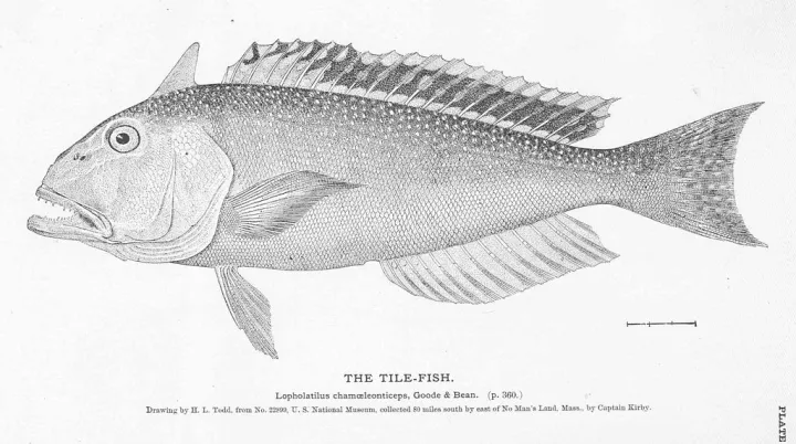 An image of a tilefish