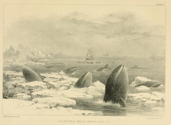 This 1874 illustration of California gray whales (Eschrichtius robustus) shows a group of individuals at the edge of their modern day range in the North Pacific Ocean, blocked from traveling further east into Arctic waters by thick ice barriers.