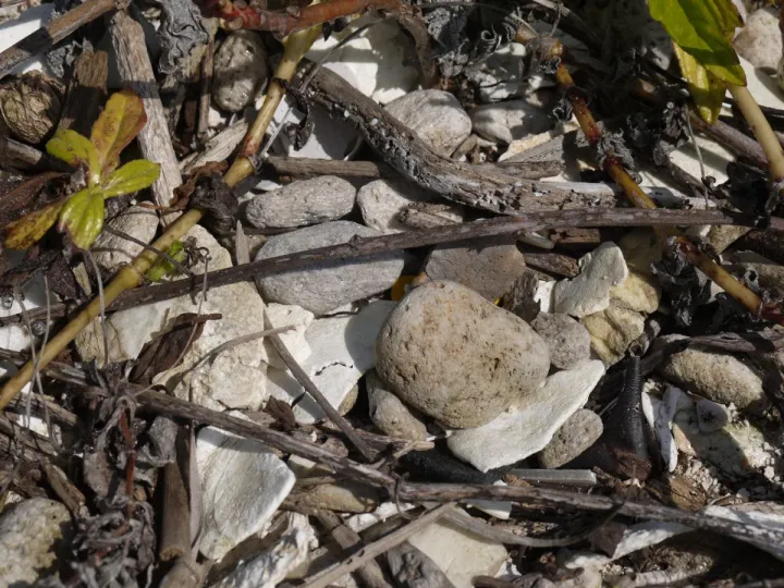 Pumice is the air-filled rock ejected by volcanoes during eruptions. The naturally-occurring pumice originated elsewhere, but can be found scattered on the beaches and mangroves of Belize. Here it is perched upon some mangrove prop roots. 