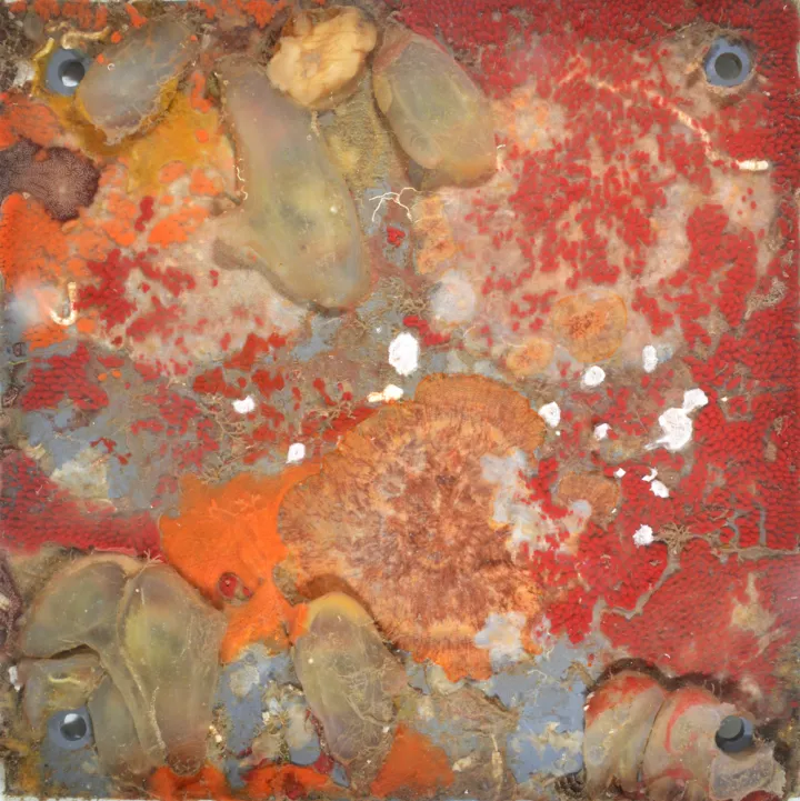 A plate from an Autonomous Reef Monitoring Structure (ARMS) placed in waters off of Florida. 
