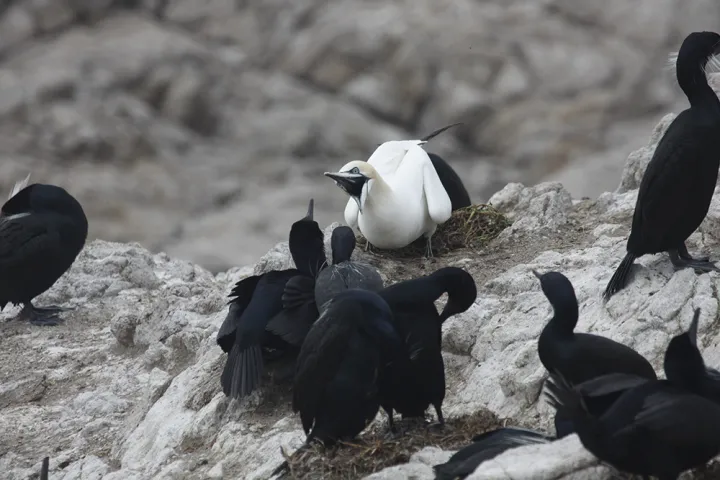 A Northern Gannet (Morus bassanus), a species with a normal range in the North Atlantic, interacting with the native Brandt’s cormorants (Phalacrocorax penicillatus) sighted on the Farallon Islands, located off the coast of San Francisco, California in t