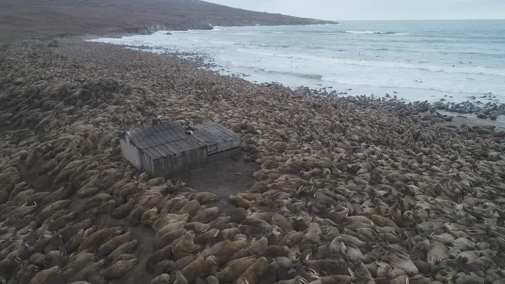 a small hut on the shore is surrounded by thousands of walruses