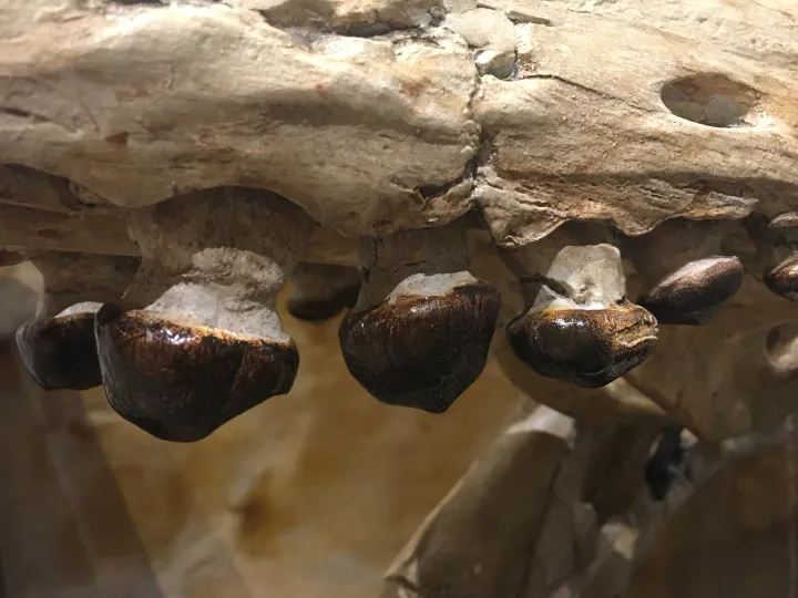 Mushroom shaped mosasaur teeth