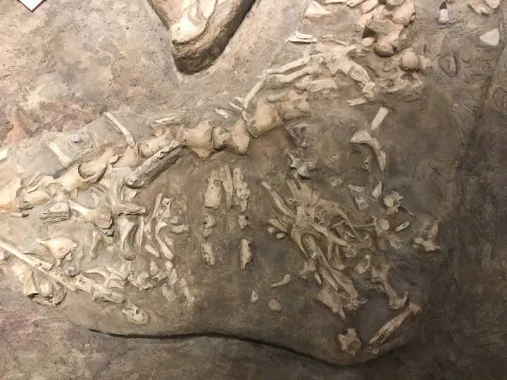 the stomach contents of a mosasaur