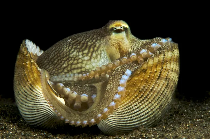A veined octopus sits inside a vacant bivalve shell, which it uses as a portable shelter, in the Philippines. This is one of the few examples—if not the only example—of tool use in invertebrates.
