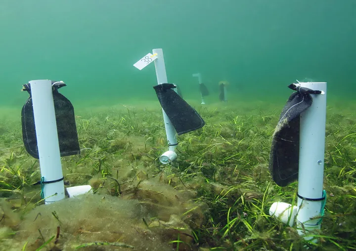 Field experiments conducted by the Zostera Experimental Network (ZEN) explored seagrass biodiversity. 
