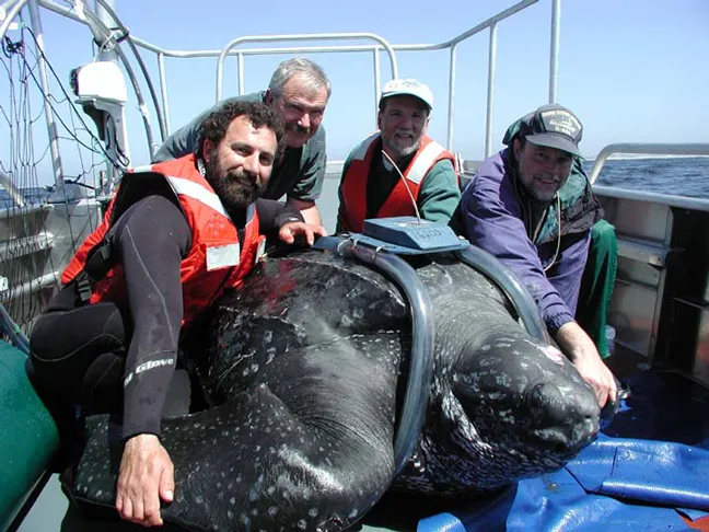 Researchers tagging a giant leatherback sea turtle. 
