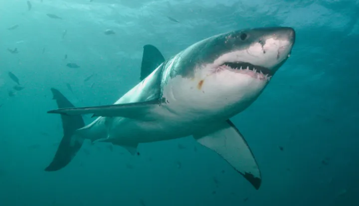 Great White Sharks are powerful swimmers, capable of going 50 kph/35 mph.