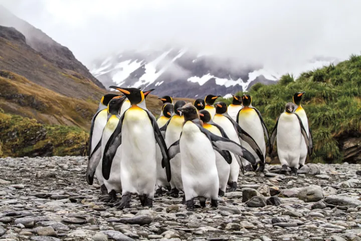 A gang of king penguins. 