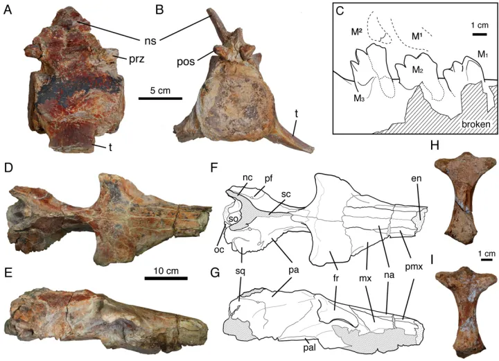 A scientific diagram containing photos and illustrations of the bones and teeth of fossil whales.