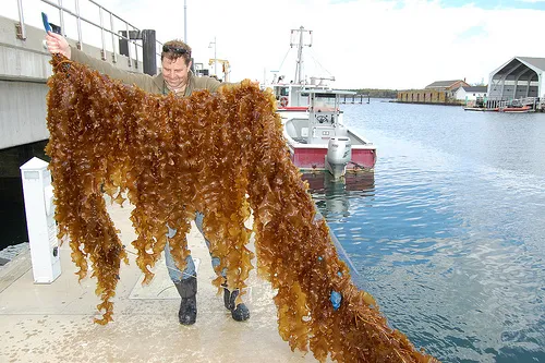 Sugar kelp from the “integrated multi-trophic aquaculture” (IMTA) collaboration between the National Oceanic and Atmospheric Administration (NOAA), New Hampshire Sea Grant, the University of New Hampshire, and the Portsmouth Commercial Fisherman's Asso