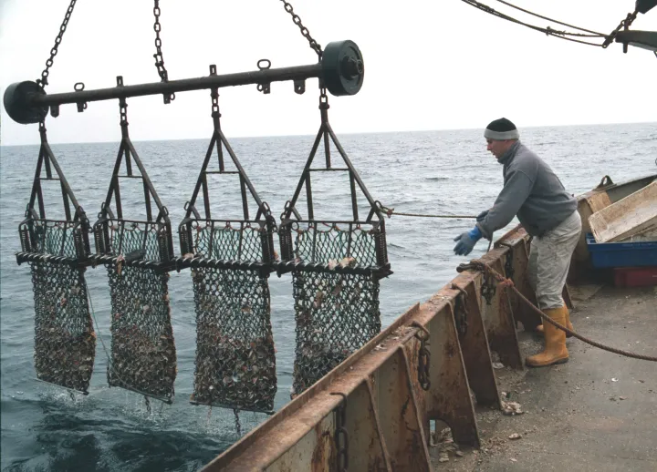Dredges used to catch king scallops in the U.K.&nbsp;
