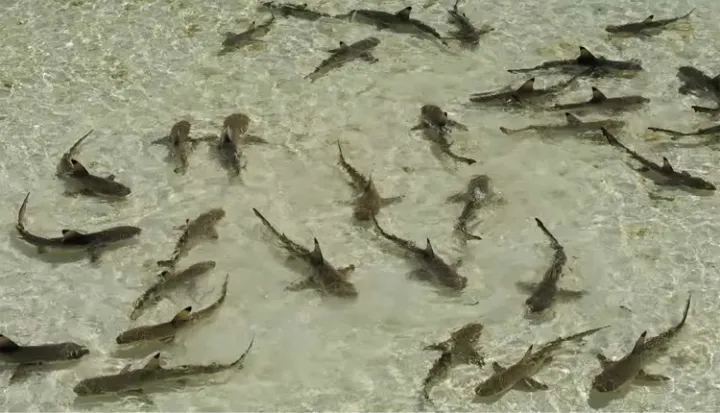 A shark nursery in a lagoon in the Pacific.
