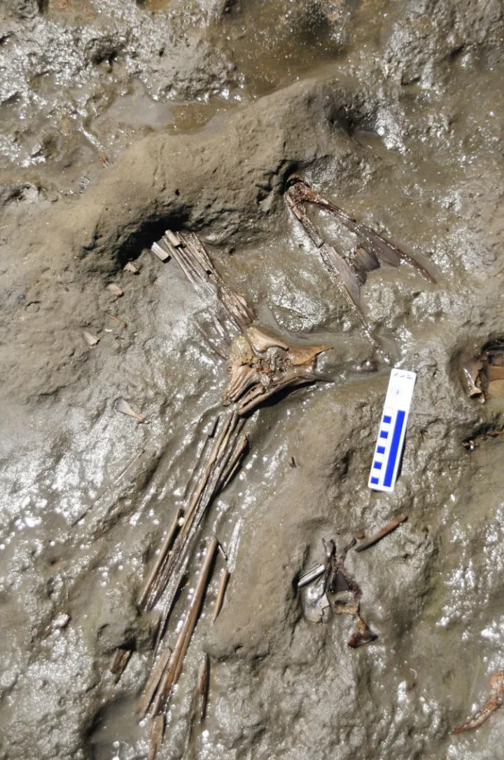Complete Fish Skeleton Discovered by Smithsonian Scientists in Panama