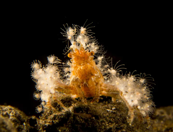 A crab with numerous 