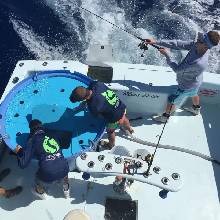 The RECOVER team fishes for wild mahi mahi to tag.
