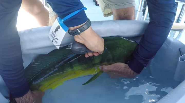 Mahi mahi with tag