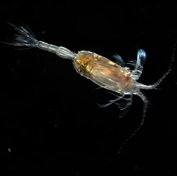 Male copepods are distinctly different from female copepods.