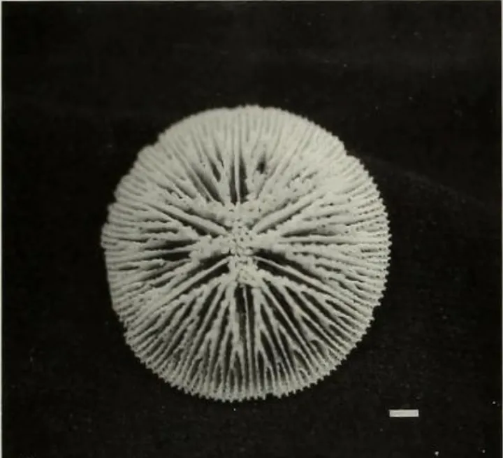a skeleton of a button coral that looks like a snow flake