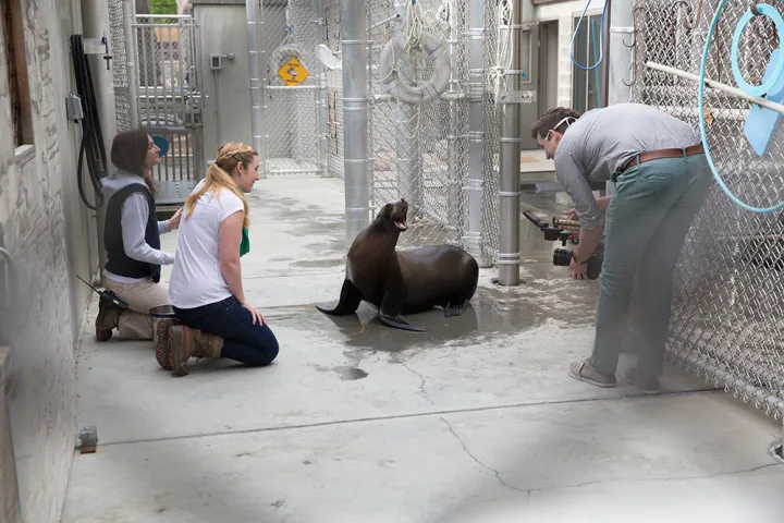 Leftwich and her team have spent hours filming captive sea lions at Smithsonian’s National Zoo, trying to get clear video footage of the animals clapping so they can examine the way their flippers move from frame to frame. 