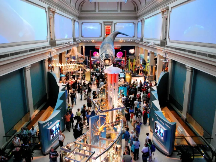 The Sant Ocean Hall is the National Museum of Natural History's largest exhibit, providing visitors with a unique and breathtaking introduction to the majesty of the ocean