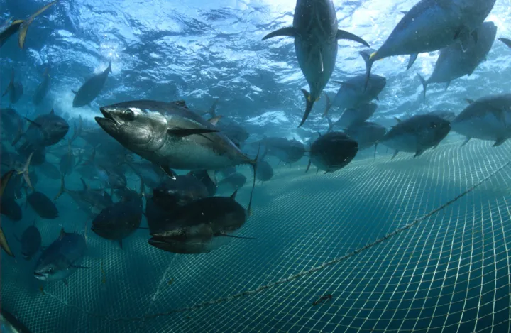 An underwater photo of Southern Bluefin Tuna swimming above a fish farm net. 