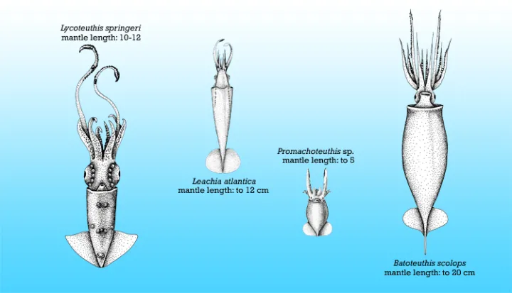 Squid size comparison chart: Lycoteuthis springeri (10-12cm), Leachia atlantica (up to 12cm), Promachoteuthis sp. (up to 5cm), Batoteuthis scolops (up to 20cm).