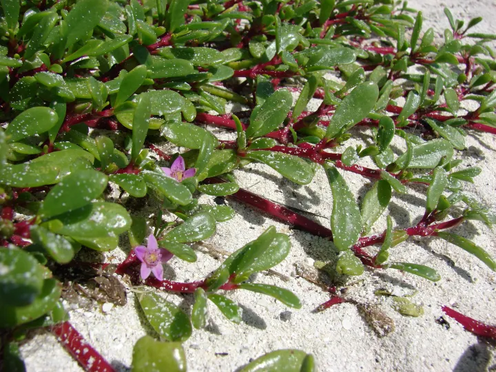 a succulent plant with small purple flowers in sand